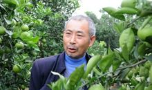 关于水果的作文：幸福果园_900字