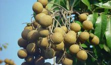 关于水果的作文：关于龙的水果——龙眼_650字