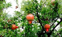 关于水果的作文：石榴_1500字