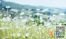 春天的早晨_350字