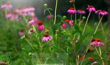 秋天的童话_600字