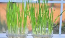 了不起的大蒜_350字