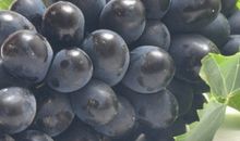 关于水果的作文：水果屋的小宝贝－－葡萄仔_600字