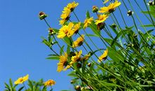 好景好心情_500字