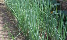 顽强的大葱_350字