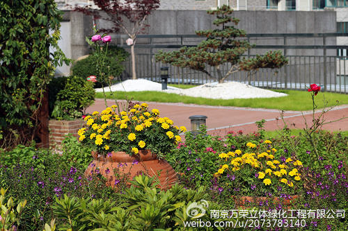 美丽的屋顶花园_300字