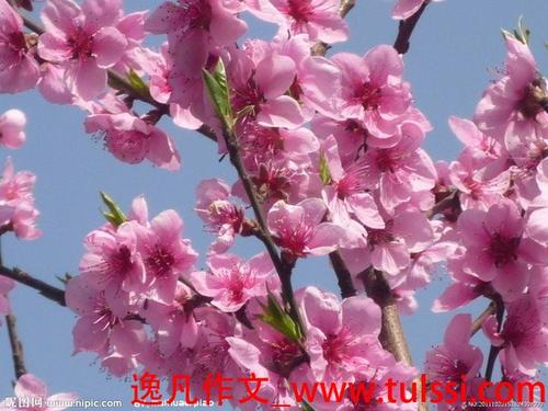 桃花_500字