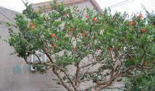 我家的石榴树_350字