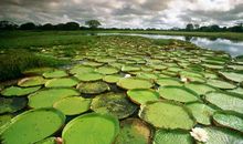 走进大自然_550字