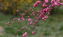 [超新星初中组]那一抹清新_500字