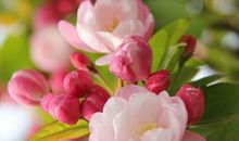 风吹˙花落˙再见˙何时？_400字