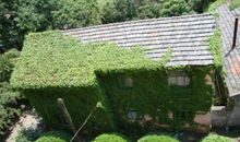 校园的爬山虎_350字