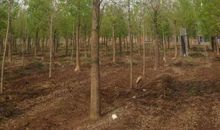 老杨树和小柳树_250字