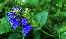 赤、橙、黄、绿、青、蓝、紫_450字