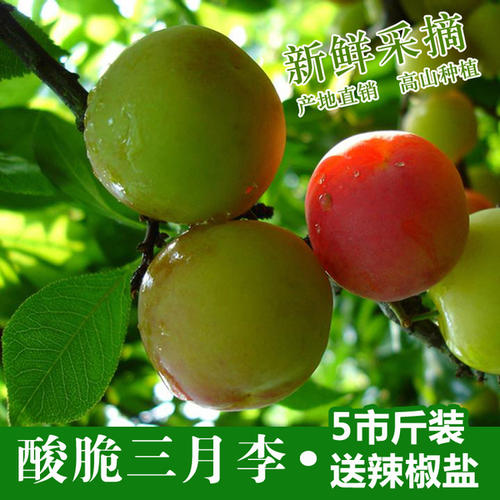 珍珠李_400字