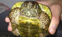 我家的鹰嘴龟_100字