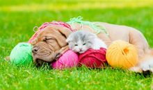 我最好的宠物—小狗_300字