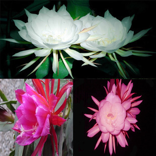 昙花_250字