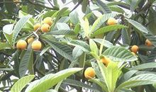 我爱故乡的白沙枇杷_250字