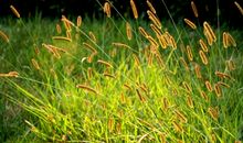 关于坚强的作文：当草长成树的高度_1200字