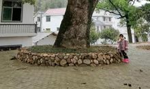 校园的大樟树_450字