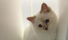 爱掩饰自己过失的小猫（何安景昇）_750字