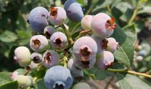 五一节栽棉花苗见闻_450字