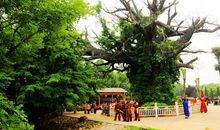 老槐树下成长的我_1500字