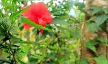 万绿丛中_1200字