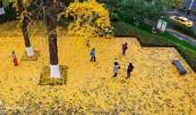 [我和父母征文]从一片落叶开始_1200字