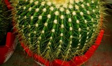 我家的仙人球_250字