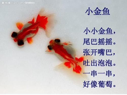 小金鱼在尾巴_400字