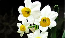 美丽的水仙花_550字