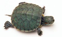 我家的乌龟_250字