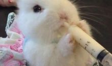 我喜欢的小白兔_350字