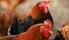 我家的小菜园_650字