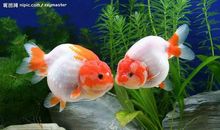 可爱的金鱼_350字