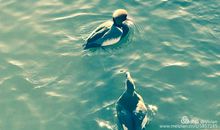 心，一双温暖的手_800字