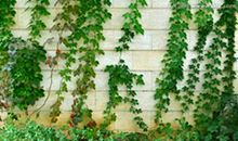 初三状物作文：那些爬墙虎_900字