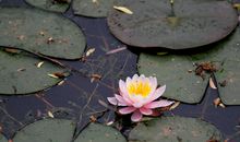 初三状物作文：我认识了睡莲_900字