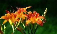 忘忧草到底忘记了什么_800字