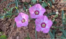 初三状物作文：顽强的牵牛花_750字