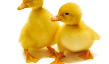 调皮的小鸭子_350字