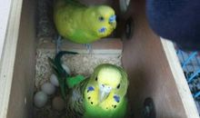 初三状物作文：一对虎皮鹦鹉_1000字