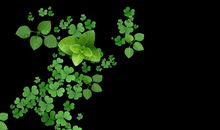 一片四叶草_750字