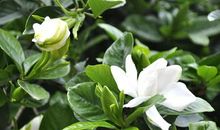 [梦想征文]期待，栀子花开_2000字