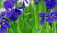 陌离花开 · 紫罗兰_1200字