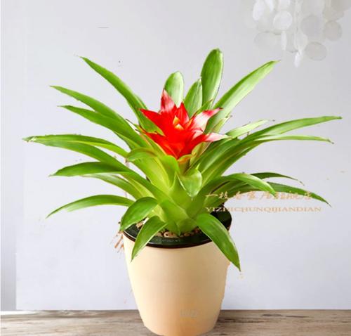 植物也喜欢“麦克风”？ _900字