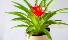 植物也喜欢“麦克风“？_900字