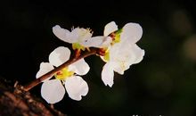 Hug in spring_1500字